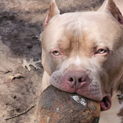 american bully cost