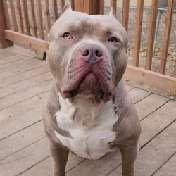 american bully head size big head