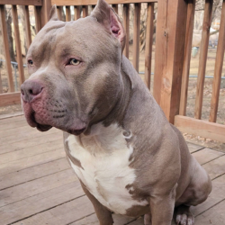 american bully puppies for sale ghb bloodline