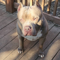 american bully puppies for sale missouri