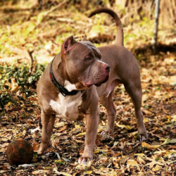 champagne american bullies for sale missouri