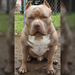 champagne xl bullies for sale puppies