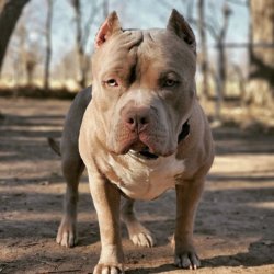 champagne xl bully studs kcmo