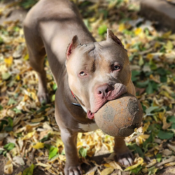 lilac american bullies cost