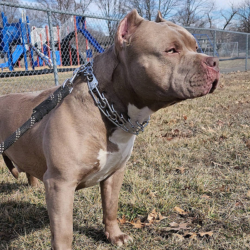 lilac american bullies for sale near me