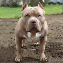 puppie for sale lilac xl bullies