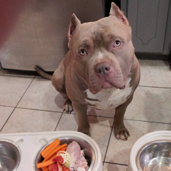 what to feed american bully puppy