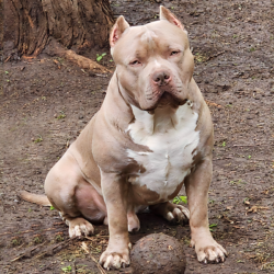 xl puppies for sale champagne bullies