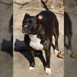 black american Pitbull Terrier puppies