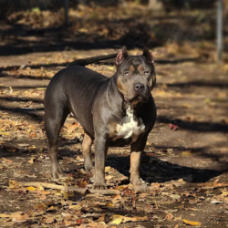 blue tri bully puppies for sale missouri