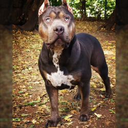 blue tri bully xl puppies cost