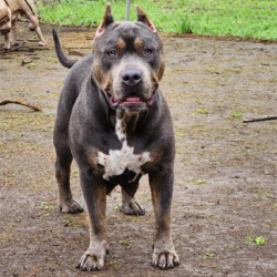 gatorhead bullies bloodline puppies