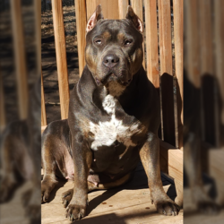 missouri bully breeder kennels