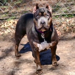 ticked blue tri american bully xl puppies for sale