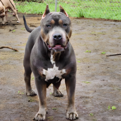 tricolor bully puppies for sale