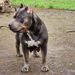 xl bully puppies blue tri for sale